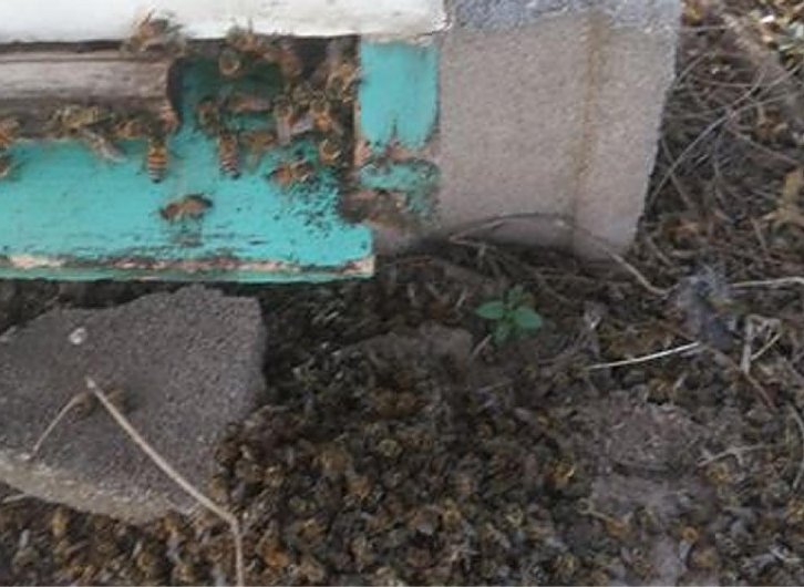 Un insecticida causó la muerte de 500 colmenas en Porteña