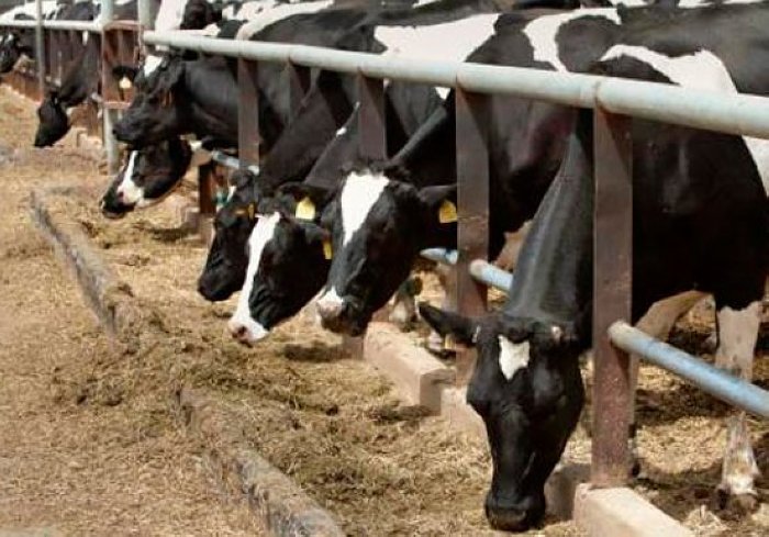 Sociedad Rural de Sunchales prepara la Muestra Genética