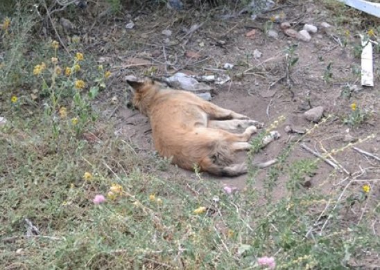 Aldao: Investigan el envenenamiento de perros y pájaros