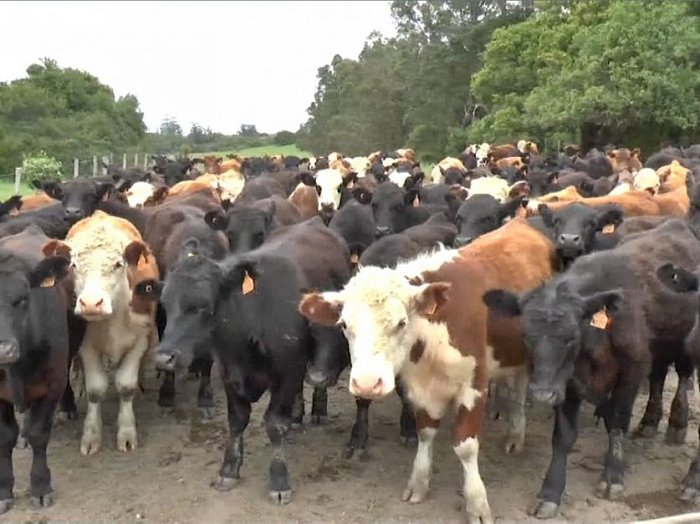 Productores de Ceres manifestaron su bronca por los casos de abigeato