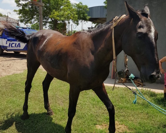 Recuperaron un caballo robado en Brinkmann