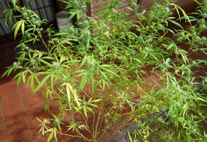 Policía de Morteros encontró plantas de marihuana