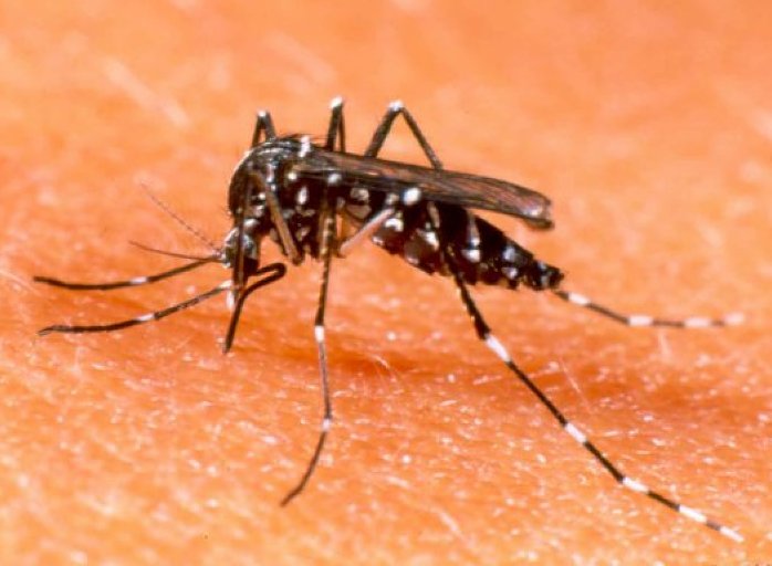 Importante crecimiento del dengue en la provincia de Santa Fe