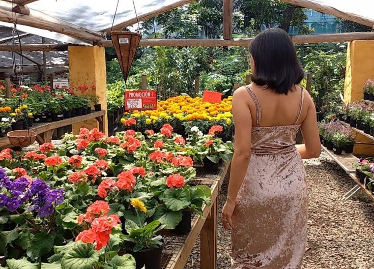 La provincia habilita el funcionamiento de los viveros