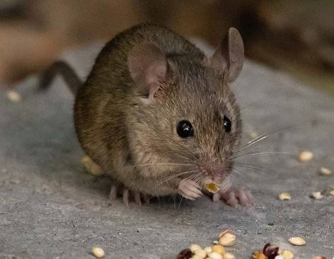 Adolescente de Montefiore grave por hantavirus