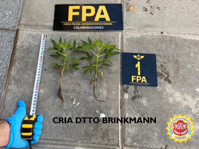 Brinkmann: Recuperaron elementos robados y encontraron plantas de marihuana