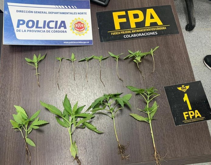 Lo detuvieron por robar un celular y encontraron plantas de marihuana