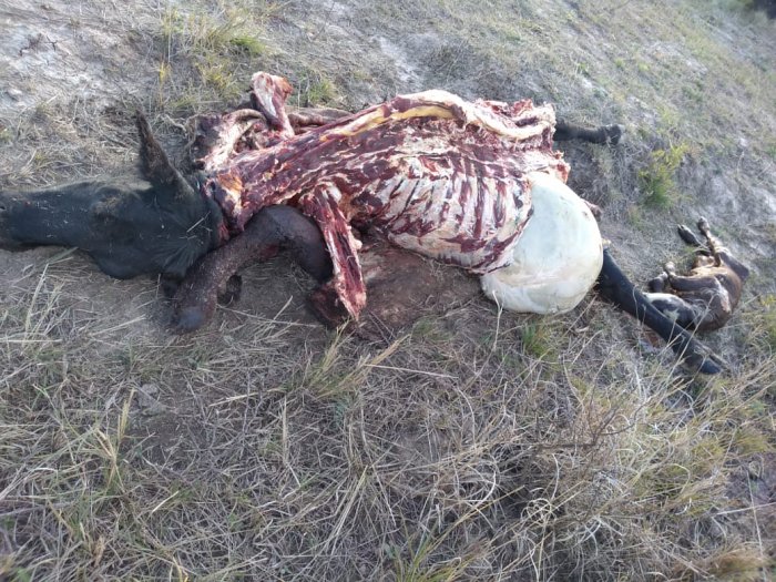 Nuevos faenamientos clandestinos en San Cristóbal y San Guillermo