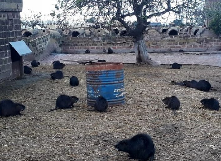 Perros provocaron la muerte de nutrias en Miramar