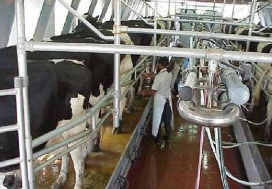 Crisis lechera: La industria 