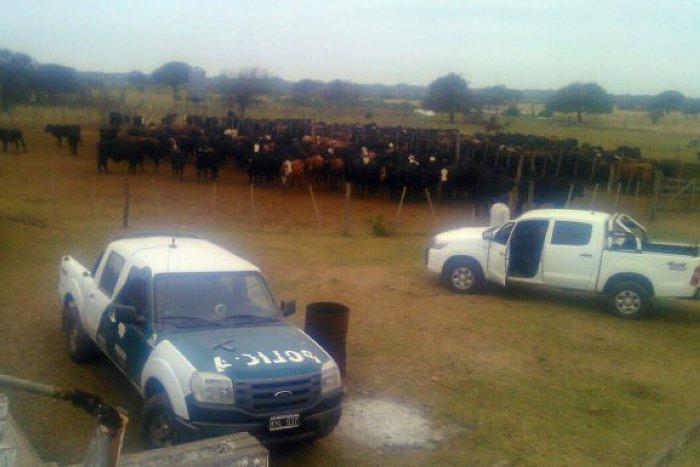 Faenamiento clandestino en un campo de Moisés Ville