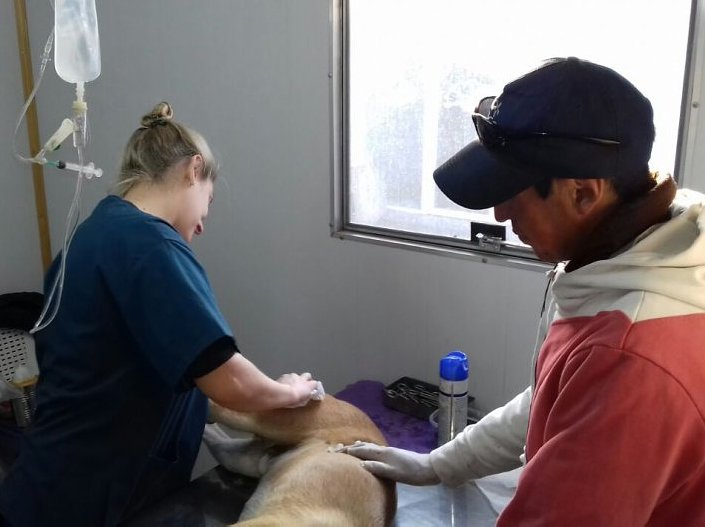 Balance de castraciones de perros y gatos realizadas en Suardi