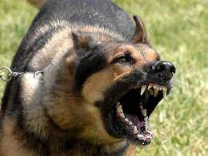 Hombre herido al ser atacado por un perro en Brinkmann