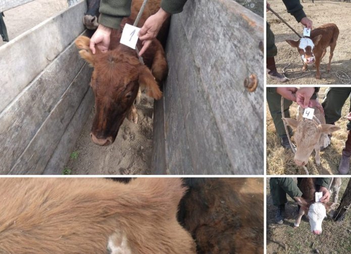 Los Pumas de Huanqueros esclarecieron un robo de ganado