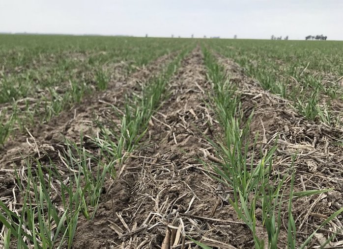 La campaña triguera del departamento Castellanos tiene una baja del 20%