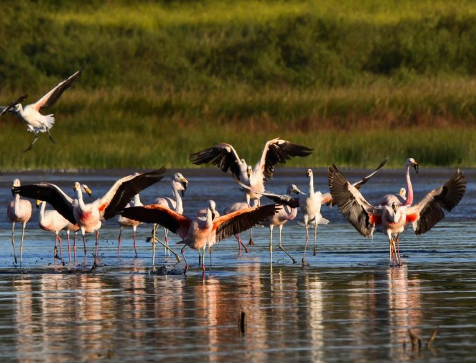 Leonardo Di Caprio celebró la creación del Parque Nacional Ansenuza