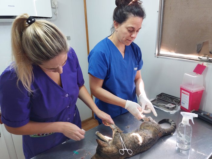 Sigue avanzando el programa de esterilizaciones en Suardi