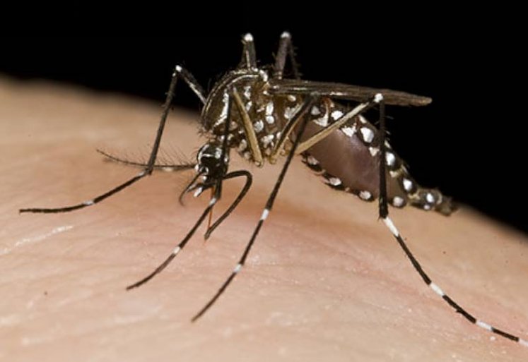 Desde la provincia se informó que todavía no se llegó al pico de casos de dengue