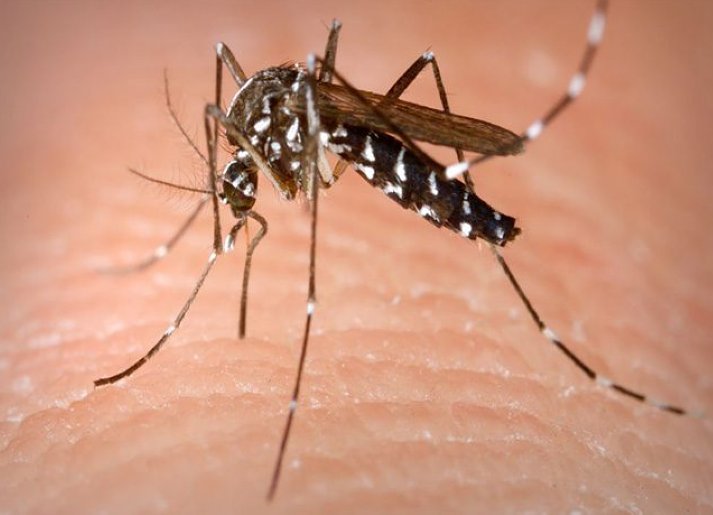 Reporte de dengue y chikungunya  en Morteros