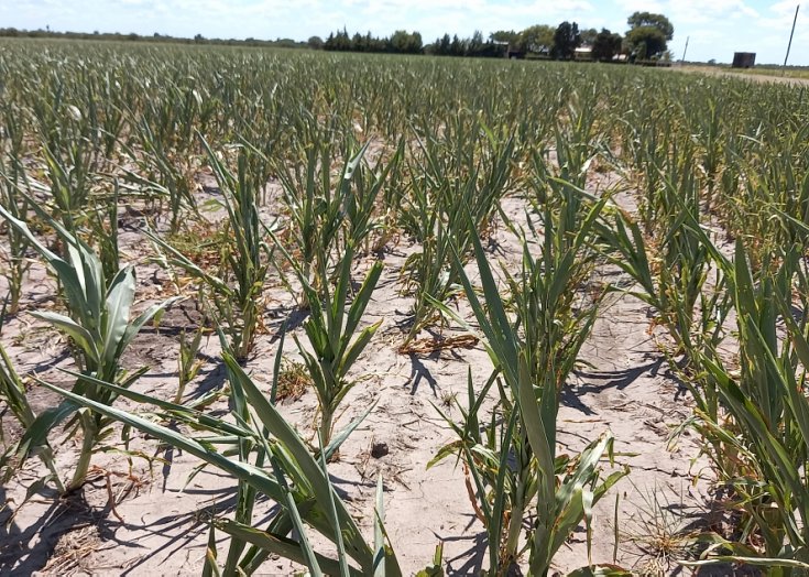 Entregaron ayudas a productores agropecuarios afectados por la sequía