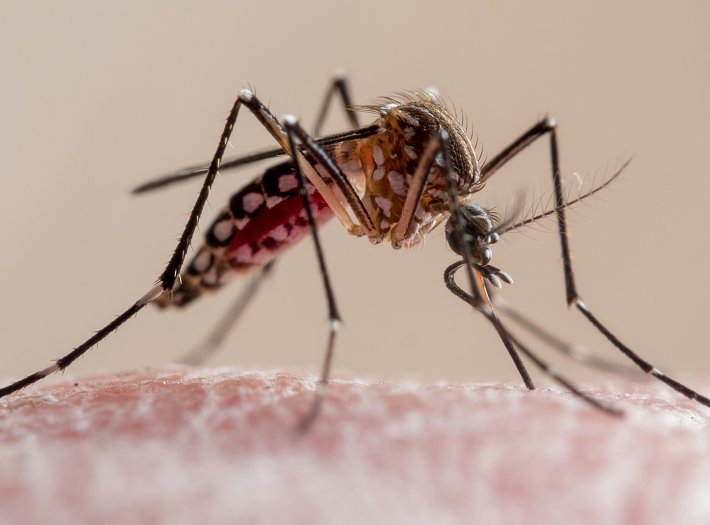 Santa Fe informó más de 15 mil casos de dengue