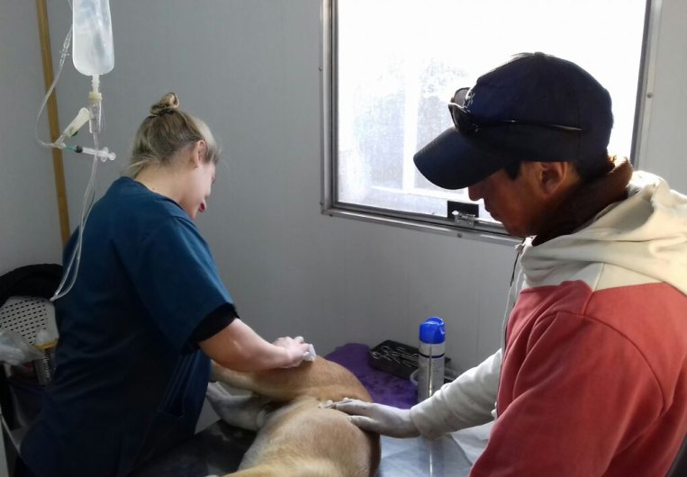 Balance de una nueva jornada de castraciones en Suardi