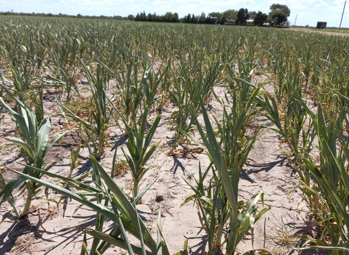 Siguen vigentes créditos para productores en emergencia agropecuaria