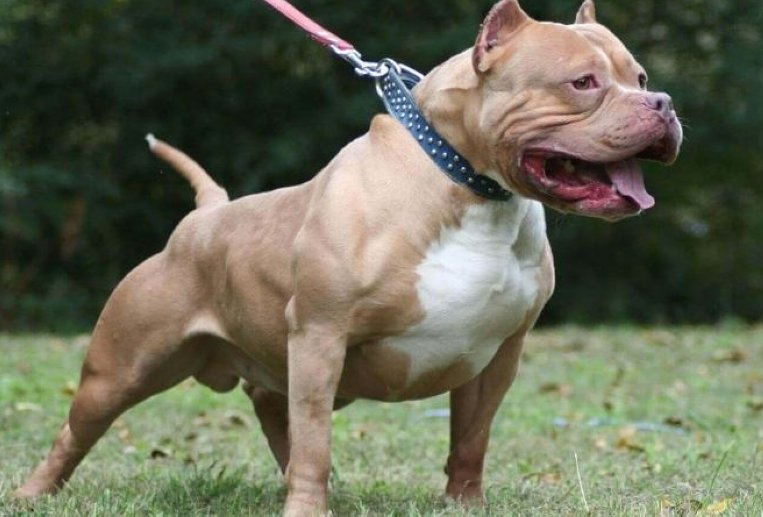 San Guillermo: Implementan campaña por tenencia de perros peligrosos