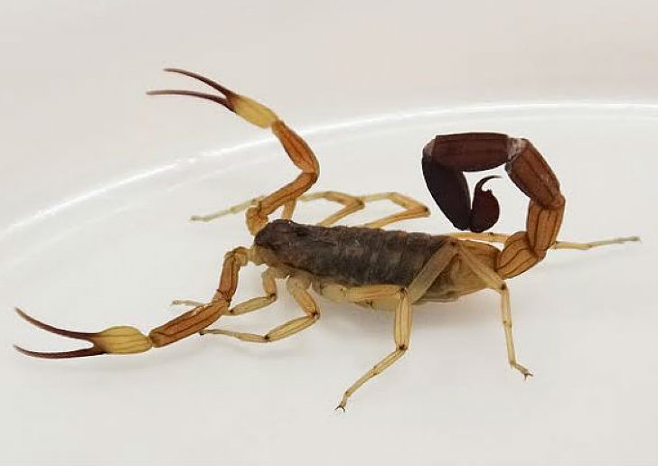 Brindan nuevas recomendaciones ante picaduras de alacranes