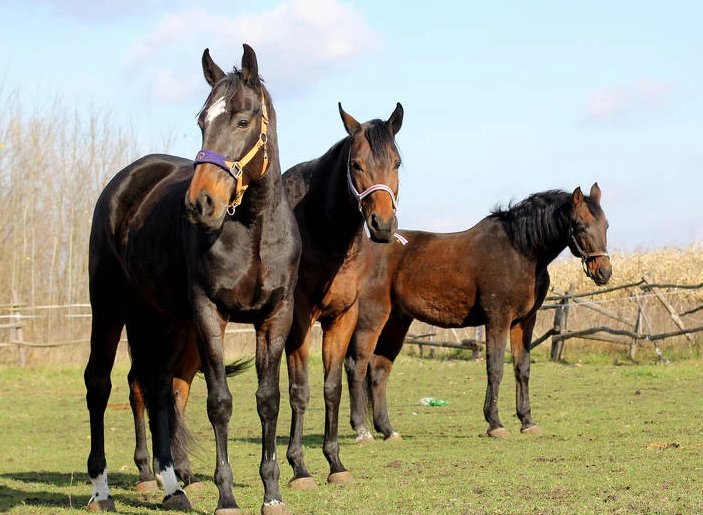 La provincia brindó recomendaciones ante la encefalomielitis equina