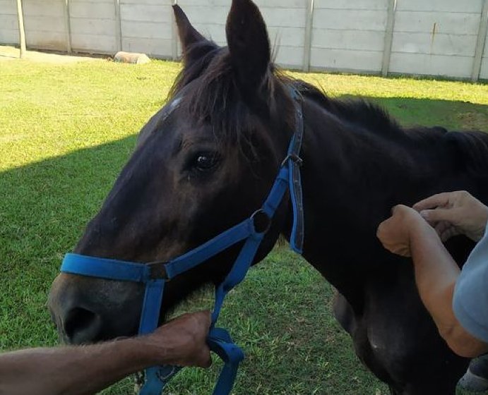 Suardi: Volvieron a vacunar a los caballos de la Escuela de Equinoterapia