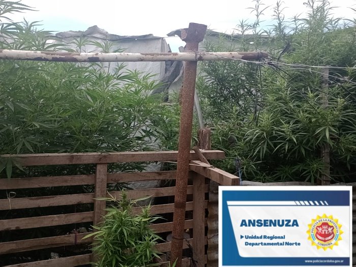 Encontraron plantas de marihuana en una vivienda de Marull