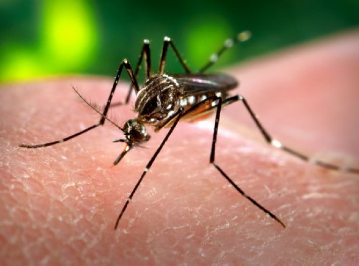 El departamento San Cristóbal tiene un 4% de los casos de dengue de la provincia