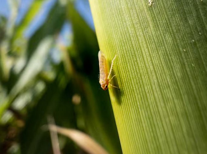 Provincia traza acciones para reducir el impacto de la “chicharrita del maíz” 