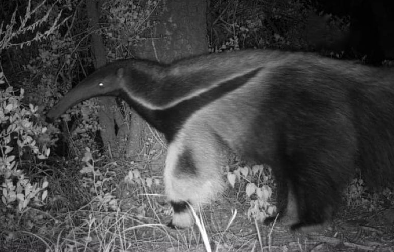 Registraron por primera vez a un oso hormiguero en el Parque Nacional Ansenuza