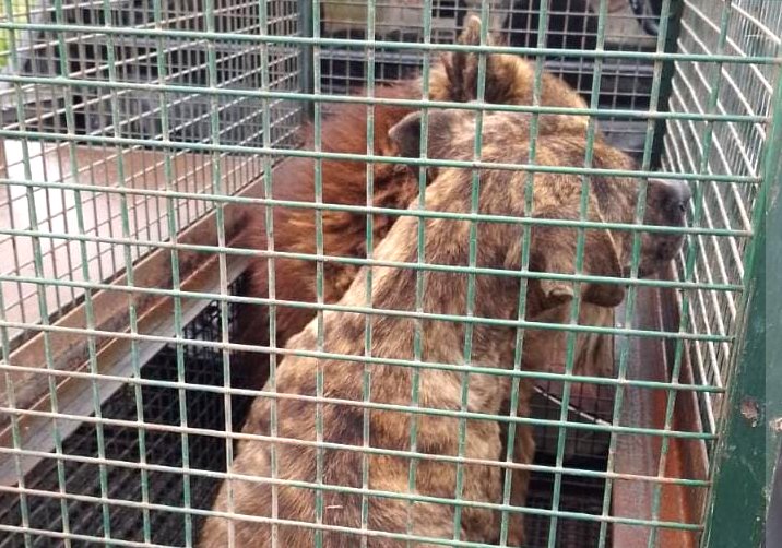 Secuestraron dos perros que lesionaron a una persona en Morteros