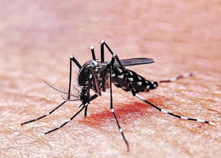 La provincia informó que se espera un descenso en los casos de dengue