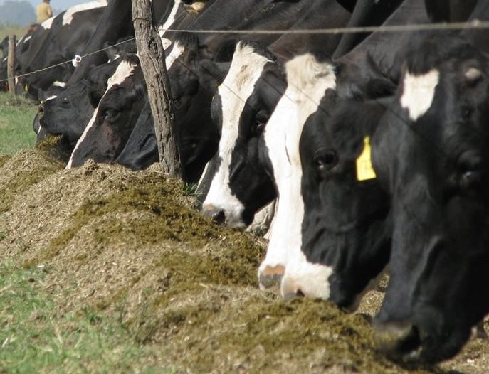 Morteros: El municipio recuerda que hay créditos para la actividad ganadera