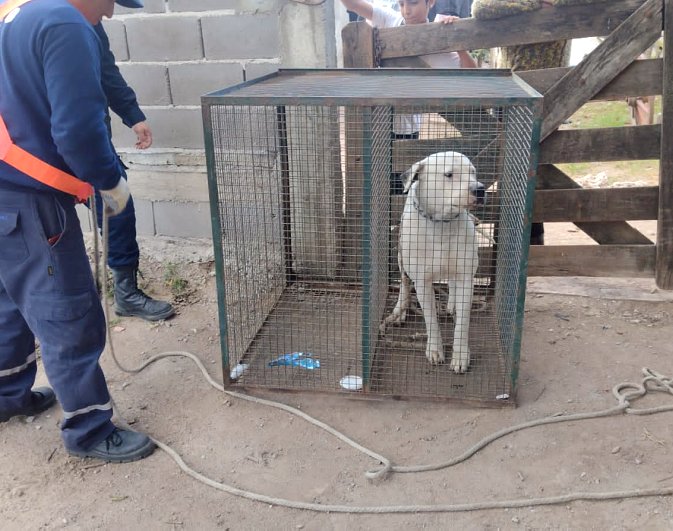 Allanaron un domicilio y secuestraron un perro 