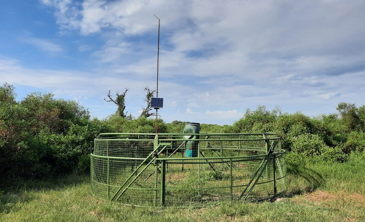 Parque Ansenuza: Robaron una trampa de captura de chanchos cimarrones 