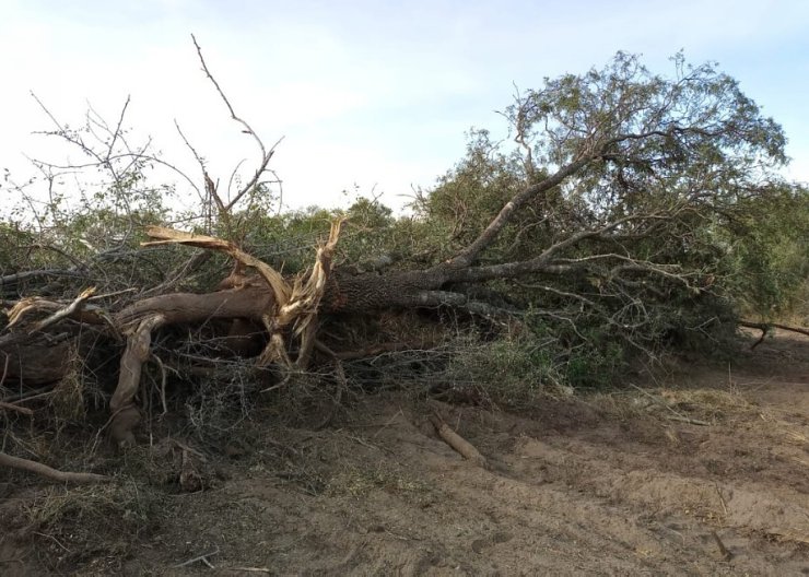 Policía Ambiental de Córdoba evitó desmontes en Chipión y Arroyito