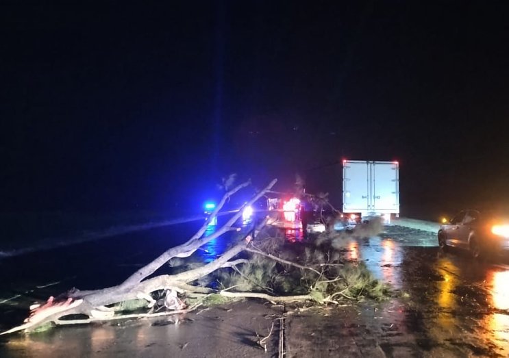 Una rama de eucaliptus provocó un accidente en Porteña