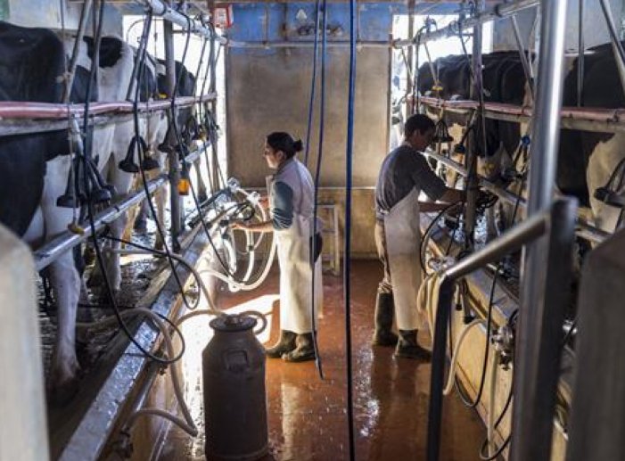 La producción de leche en Santa Fe es la más baja en 30 años