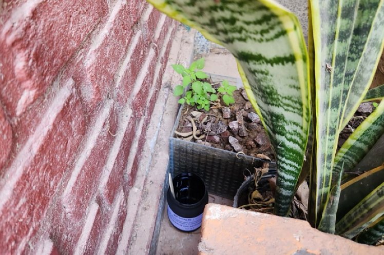 Objetivo Dengue: Colocan trampas para detectar huevos de mosquito y establecer alertas tempranas