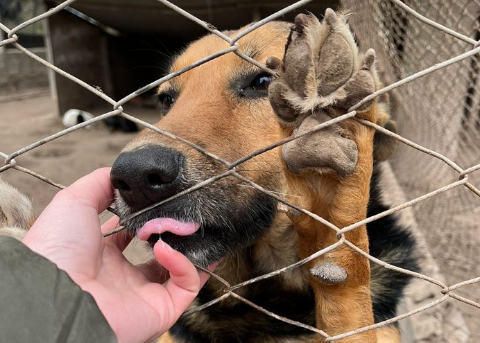 El refugio canino de Morteros abre sus puertas al público