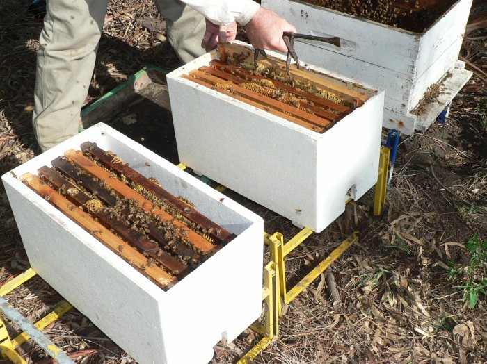 Realizaron controles en establecimientos agropecuarios cercanos a Morteros por mortandad de abejas