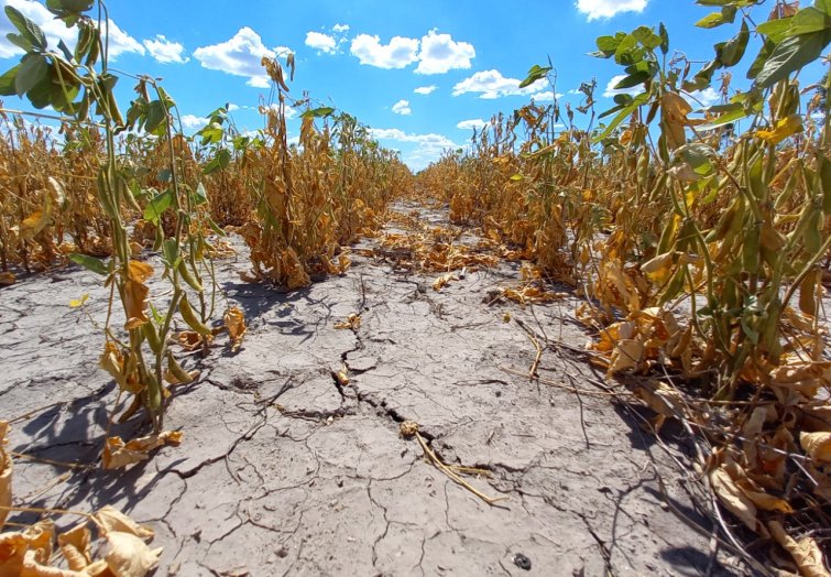 Piden que la provincia declare la emergencia agropecuaria por faltas de lluvias