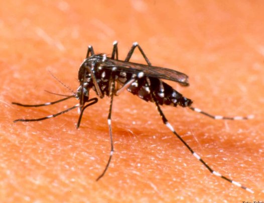 Confirmaron un caso de dengue en Sunchales