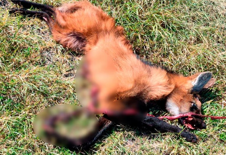 Murió atropellado otro aguará guazú en cercanías de Altos de Chipión