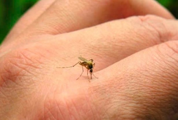 Un nuevo caso sospechoso de dengue en Ceres